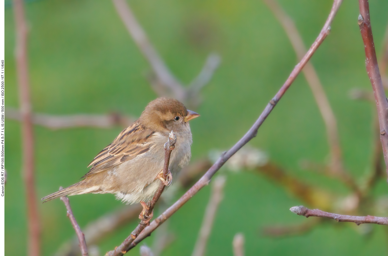 Sperling [Passeridae]