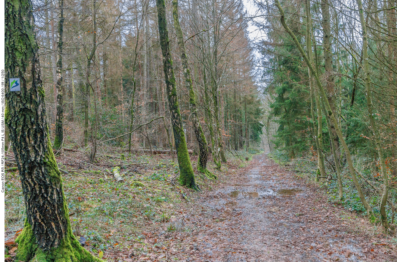 Matschiger Waldweg