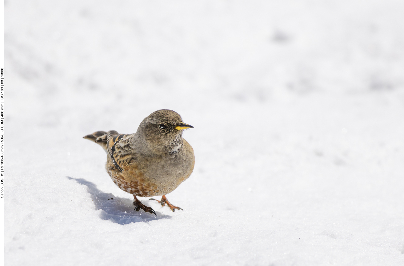 Ein Alpensperling leistet uns Gesellschaft