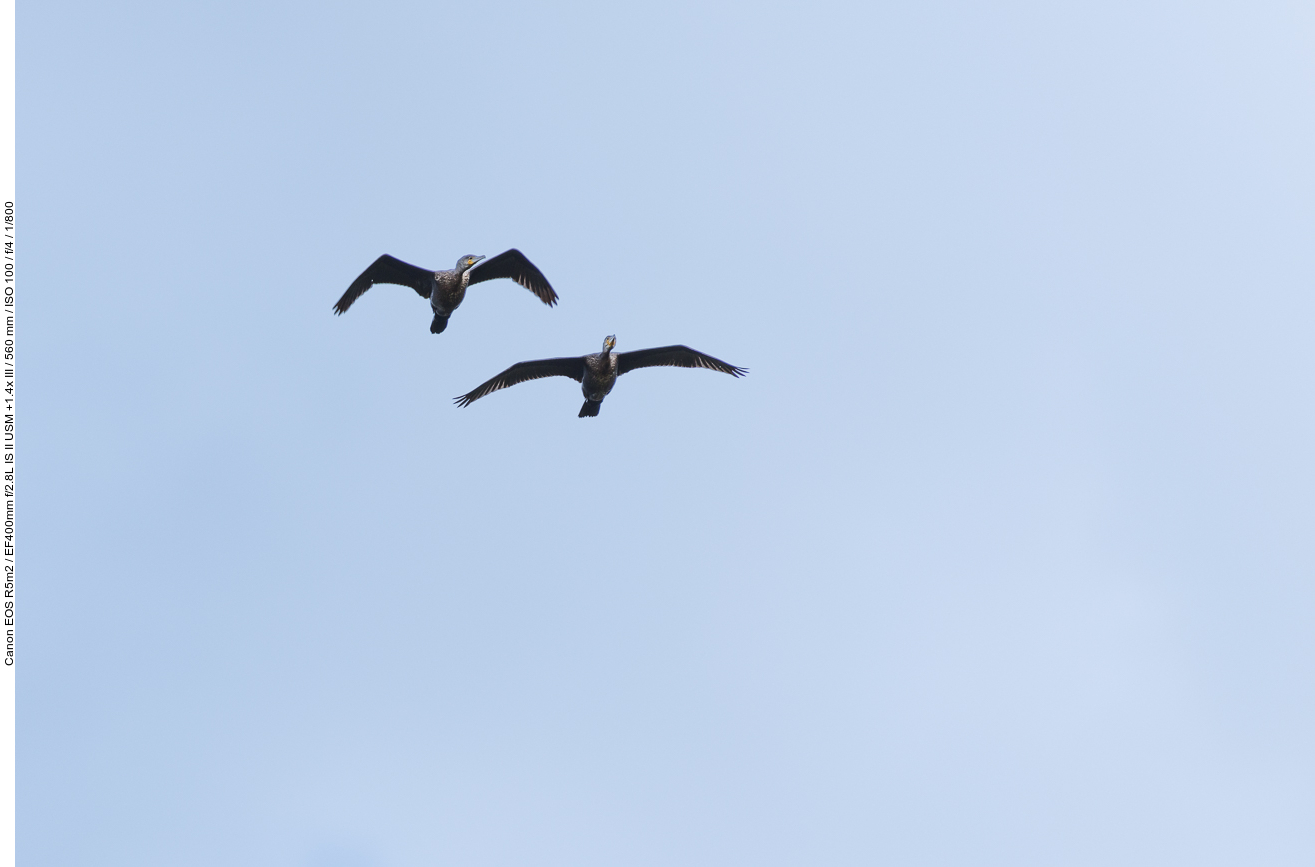 Kormorane im Flug