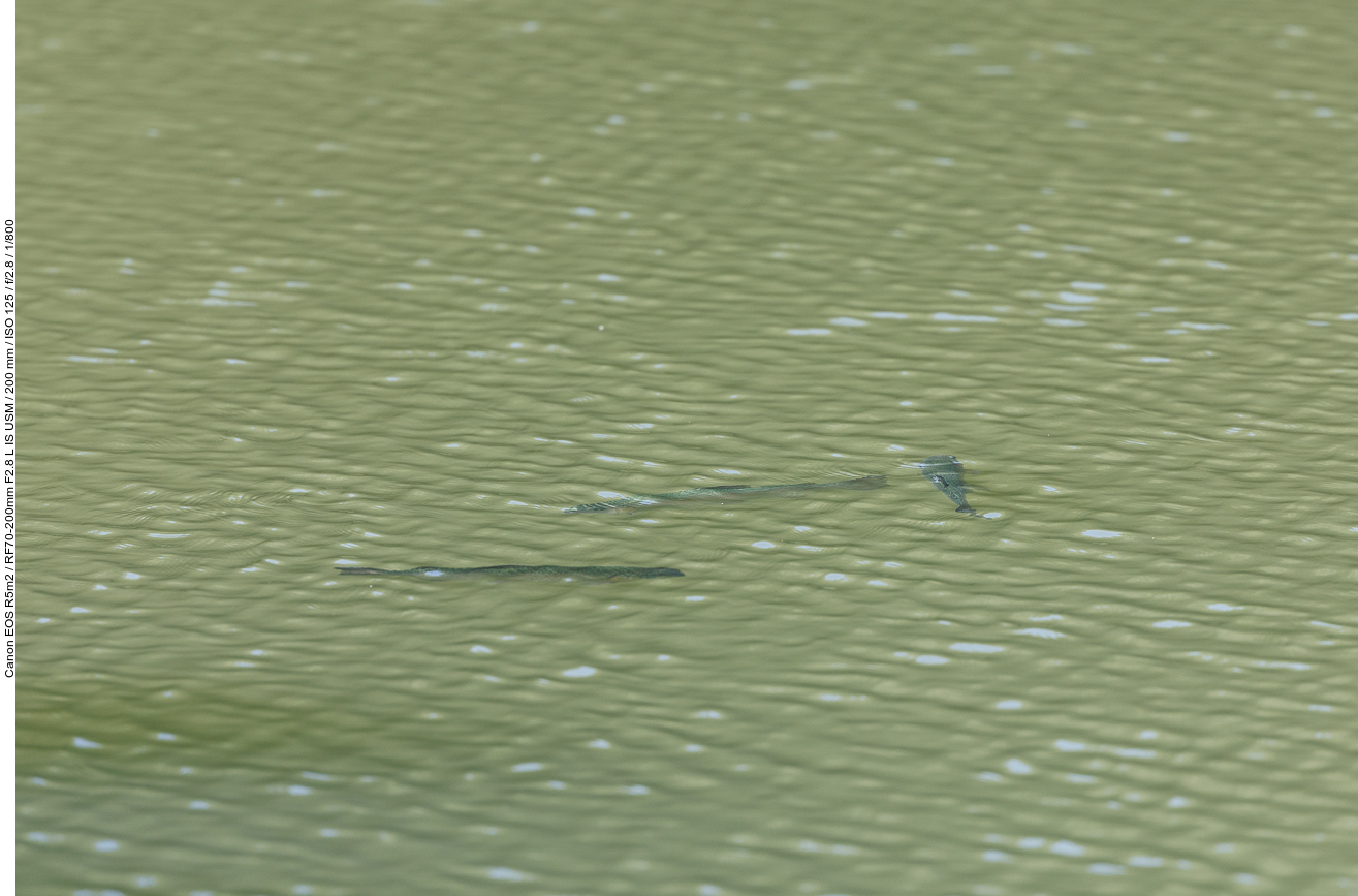 Forellen im Teich