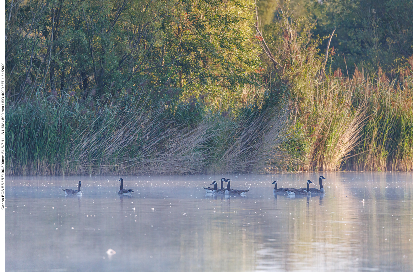 Kanadagänse [Branta canadensis]