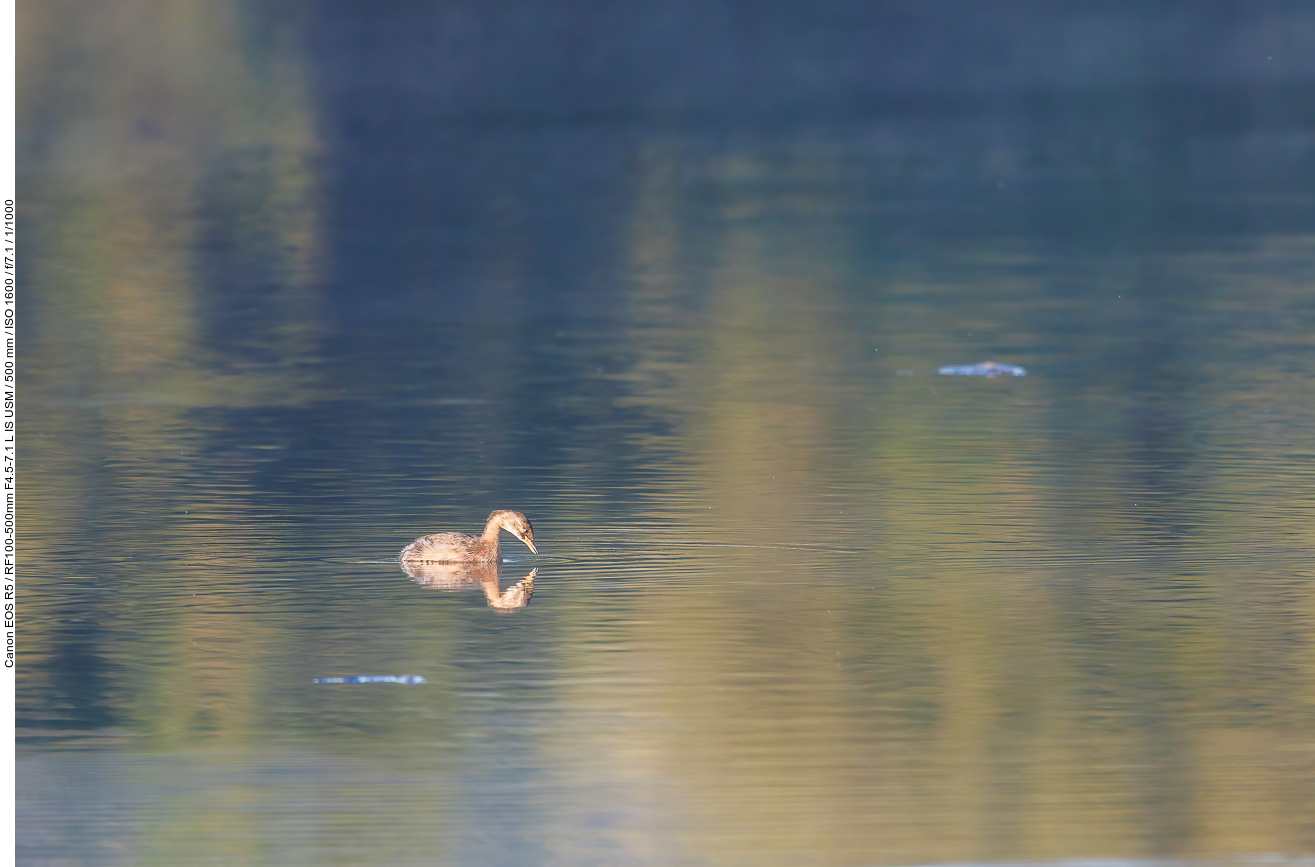 Wahrscheinlich ein junges Teichhuhn [Gallinula chloropus]