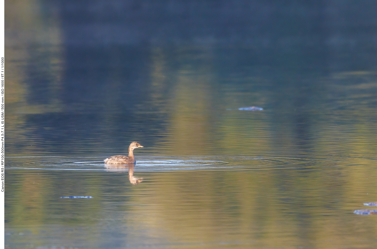 Wahrscheinlich ein junges Teichhuhn [Gallinula chloropus]