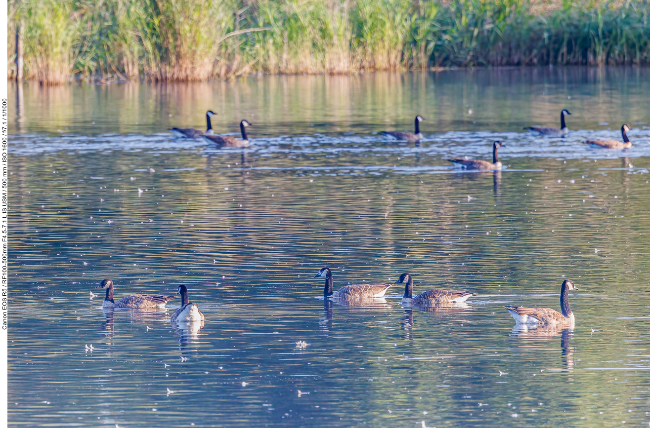 Kanadagänse [Branta canadensis]