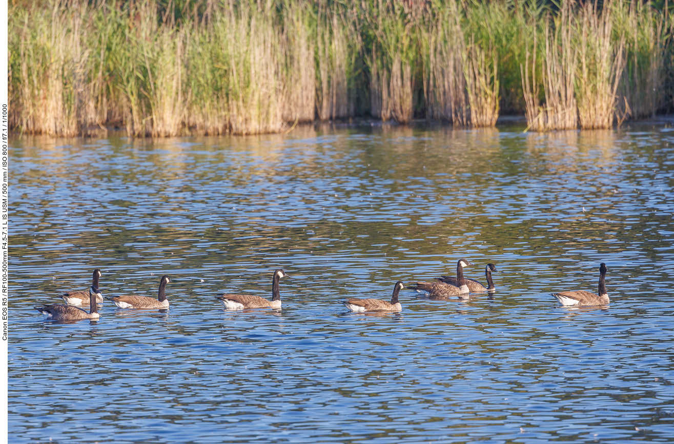Kanadagänse [Branta canadensis]
