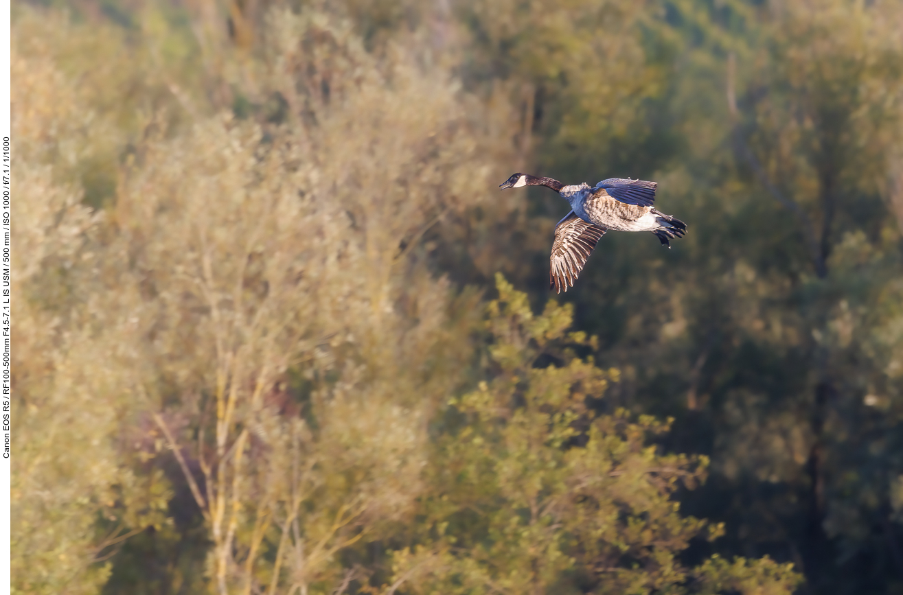 Kanadagans im Landeanflug