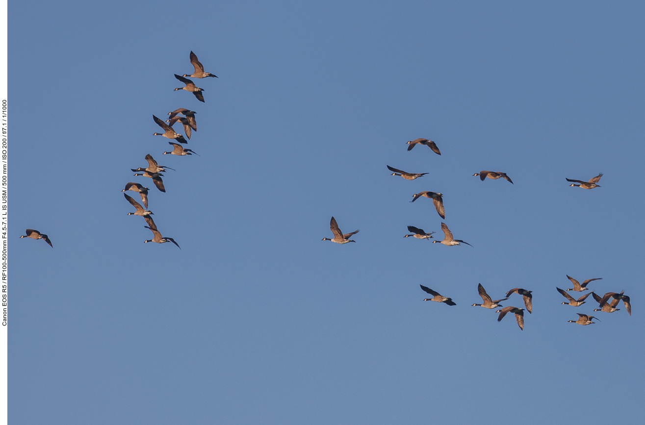 Kanadagänse beim Überflug