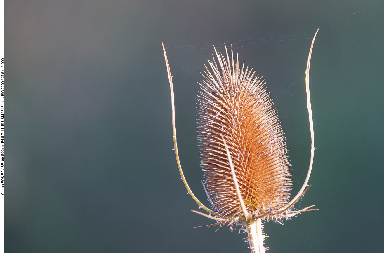 Wilde Karde [Dipsacus fullonum]