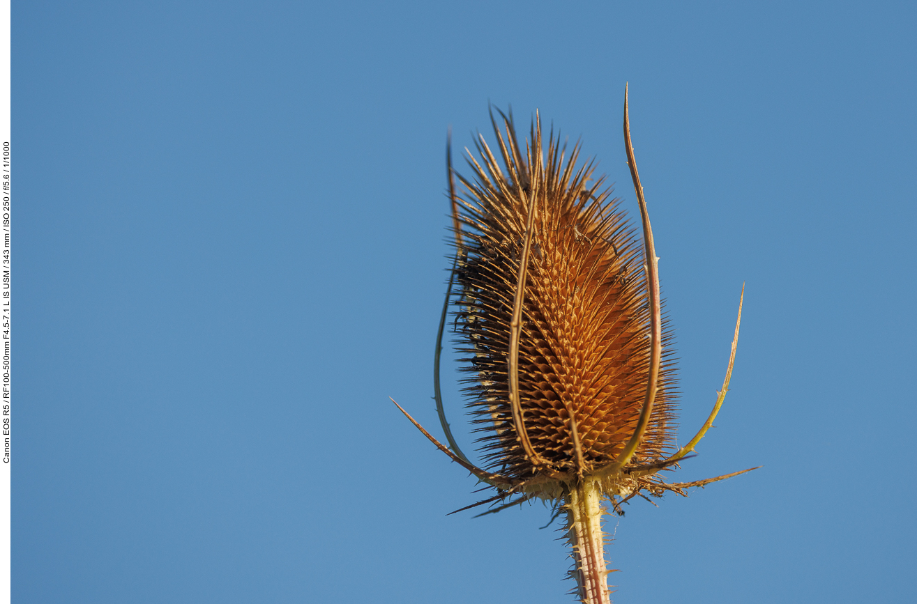 Wilde Karde [Dipsacus fullonum]