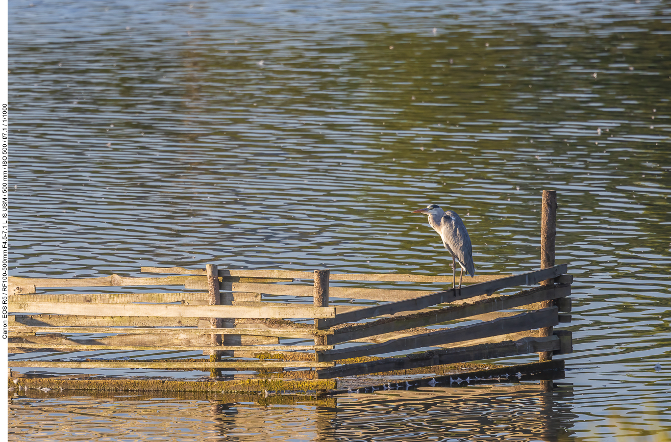 Graureiher [Ardea cinerea]
