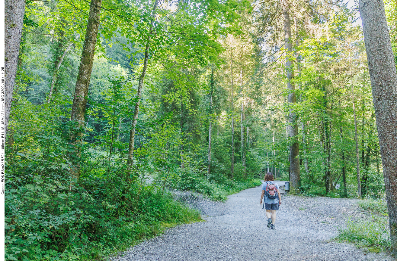 Schotterweg durch den Wald