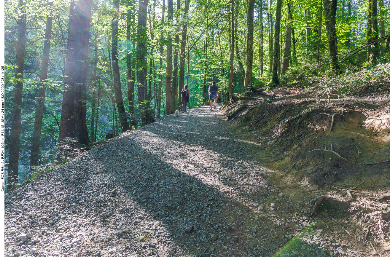 Wieder im schattigen Wald
