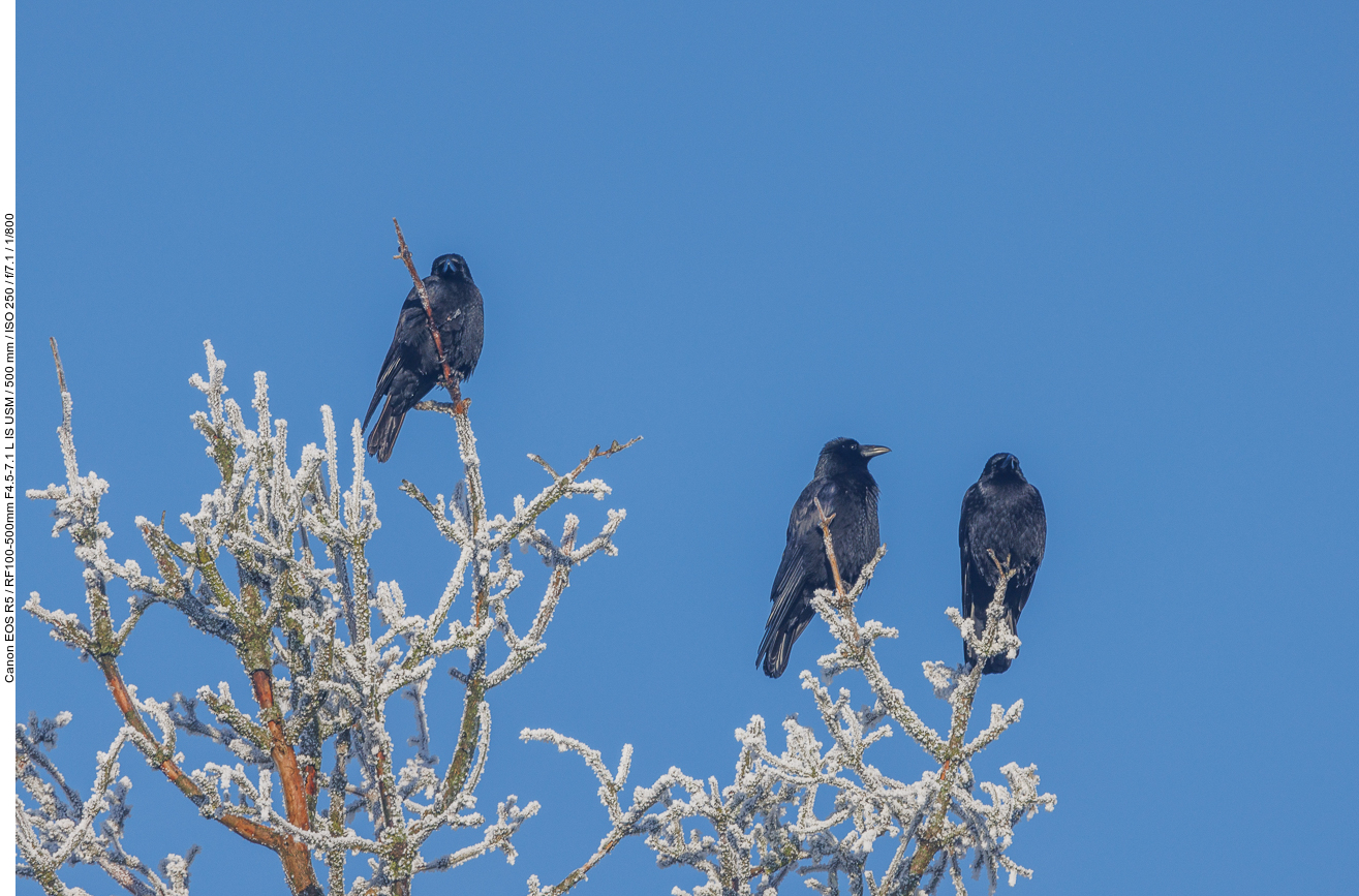 Rabenkrähen [Corvus corone]