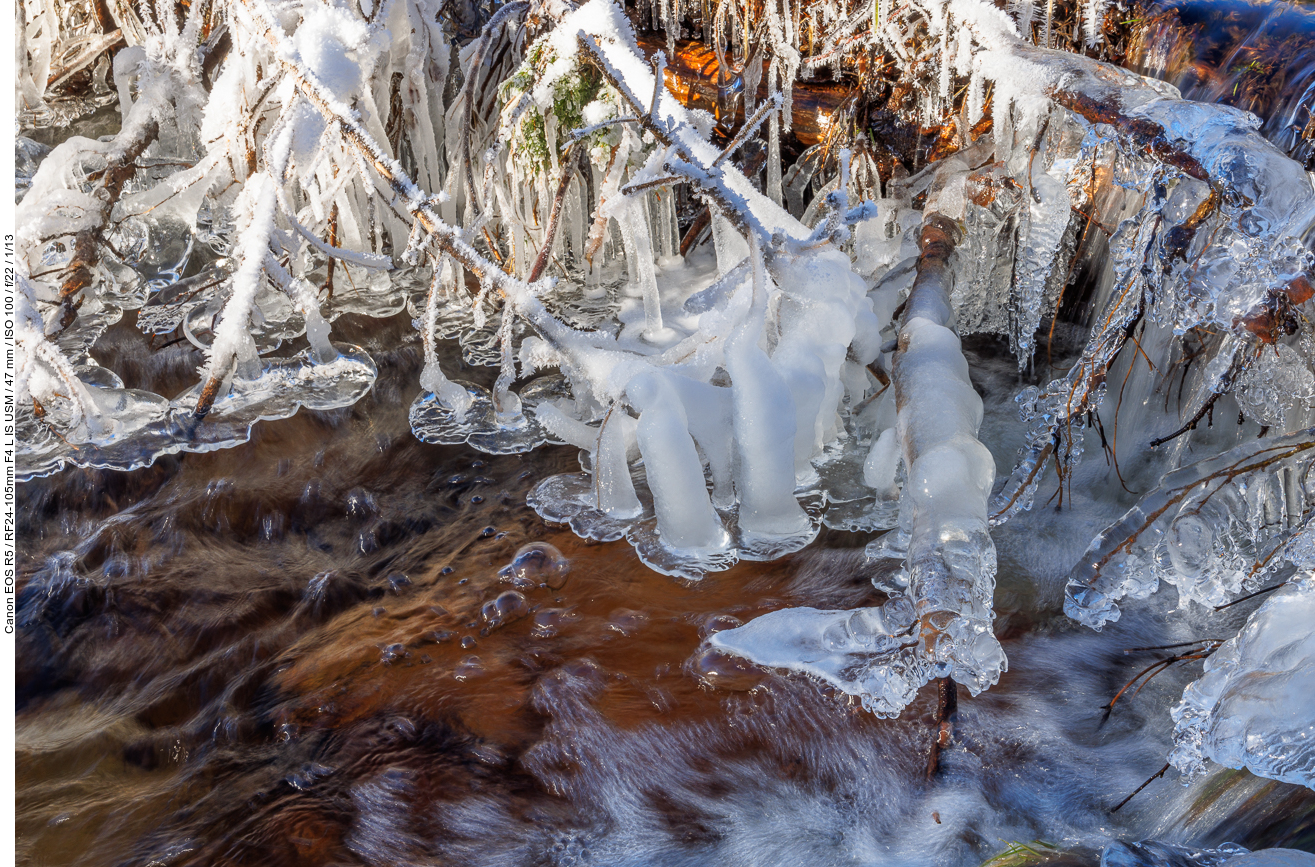 Vereiste Pflanzen am Traunbach