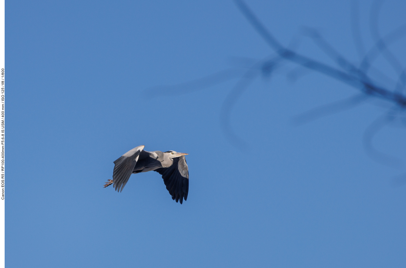 Graureiher [Ardea cinerea]