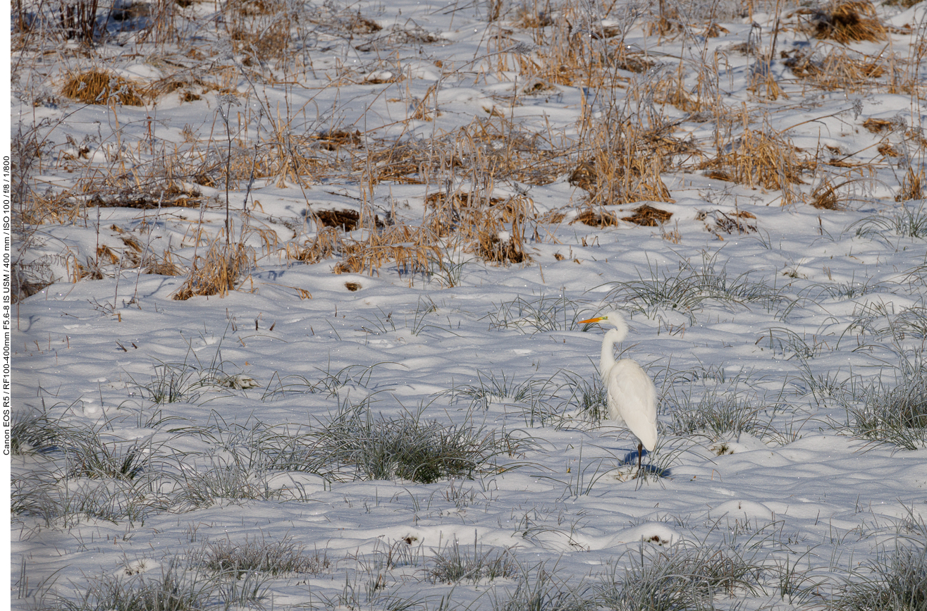 Silberreiher [Ardea alba]