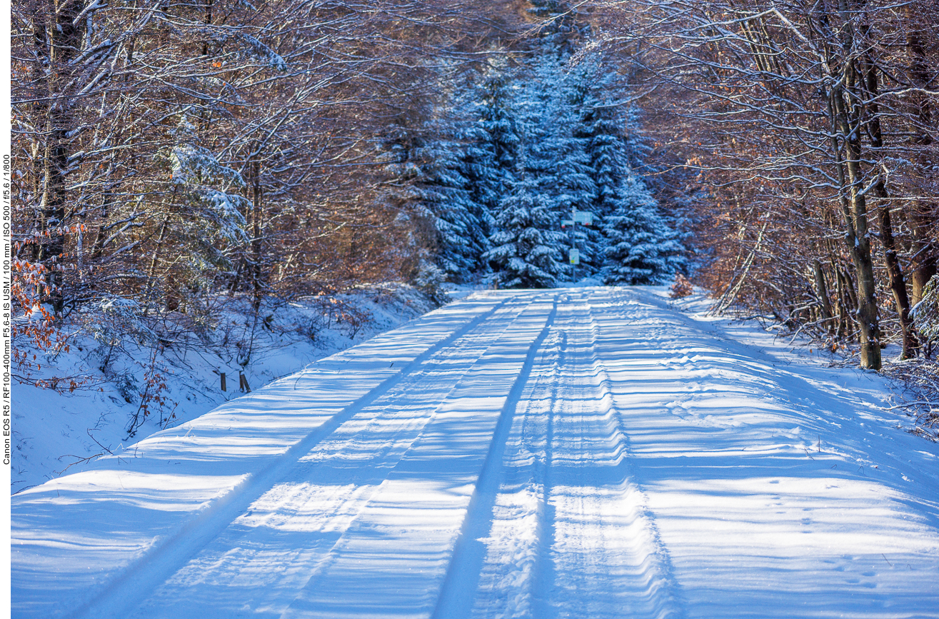 Breiter Waldweg zum Moor