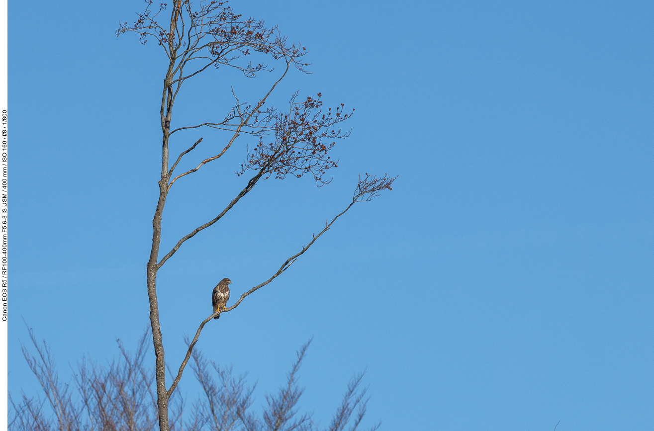 Mäusebussard [Buteo buteo]