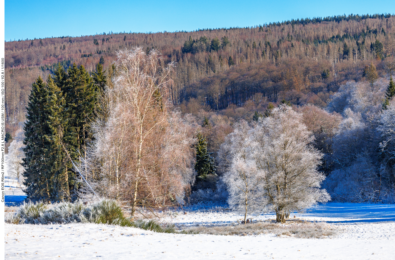 Vereiste Bäume