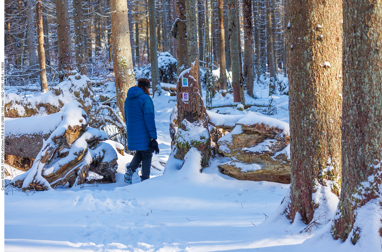 Weg durch den verschneiten Wald