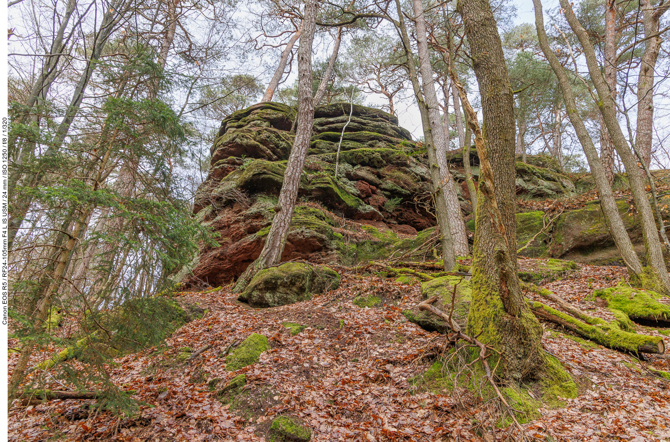 Einer der zahlreichen Sandsteinfelsen im Wald