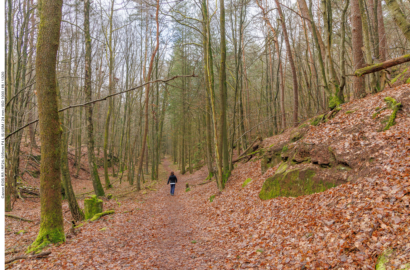 Auf dem Waldweg