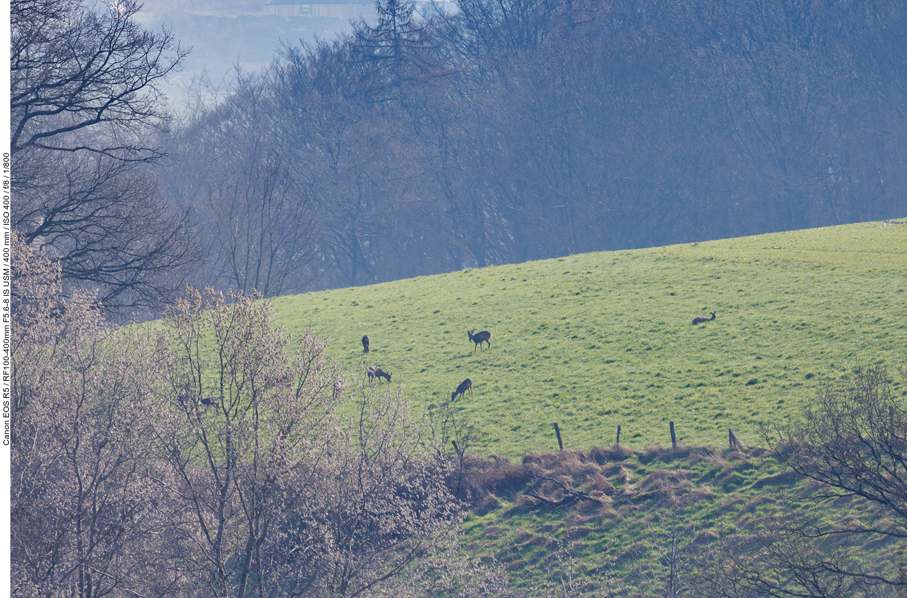 Weit entfernt äsen einige Rehe