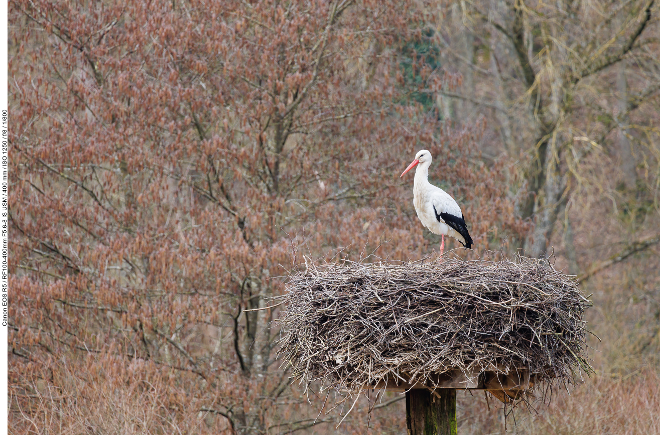 Weißstorch auf seinem Nest ...