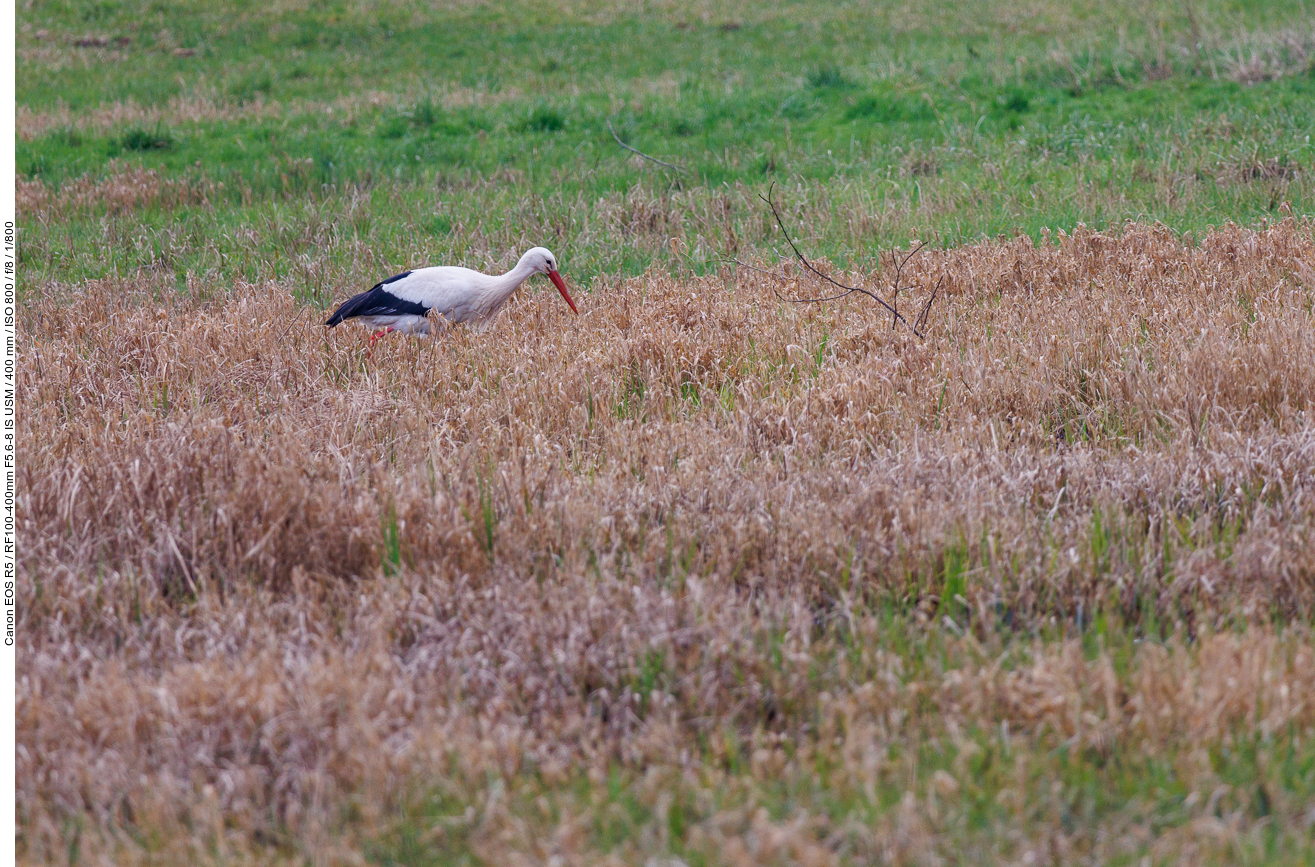 Der Storch "im Salat" ;-)