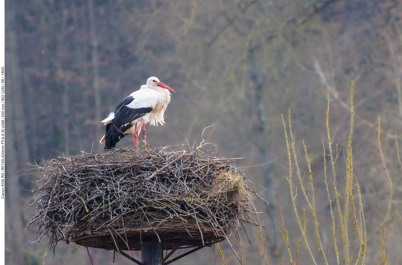 Ein weiteres Nest mit Weißstörchen