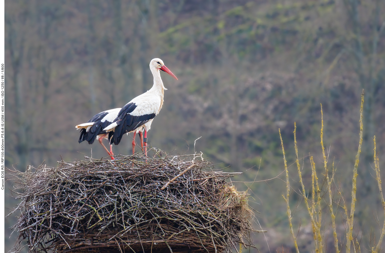 Dieses Pärchen scheint auch schon seit Jahren hierher zu kommen