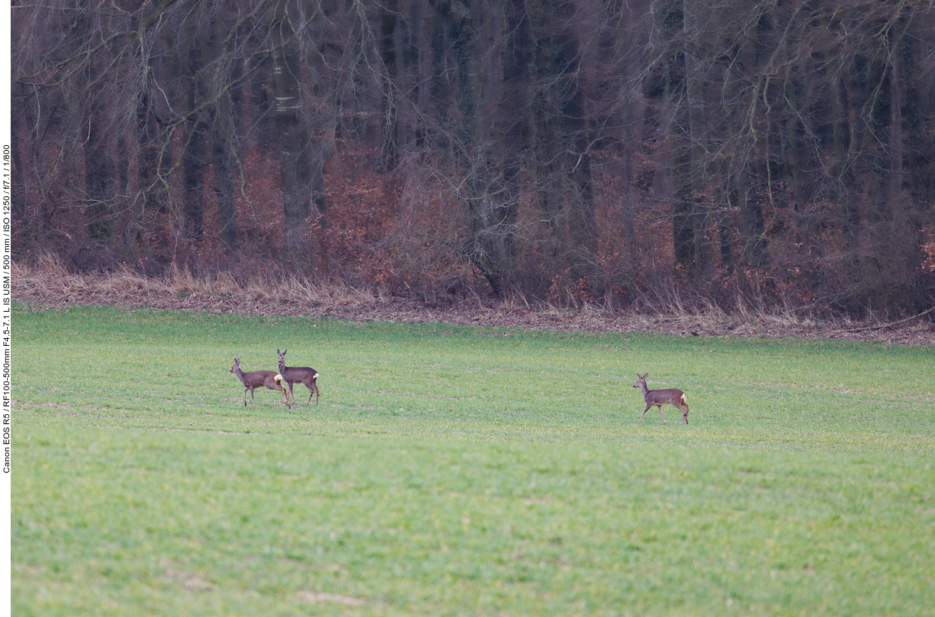 Weitere Rehe, deren Weg wir kreuzen