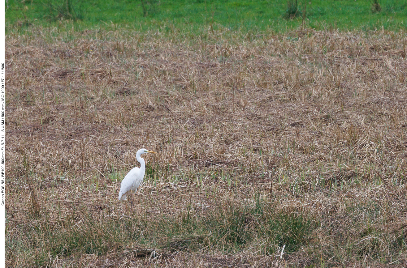 Silberreiher [Ardea alba]