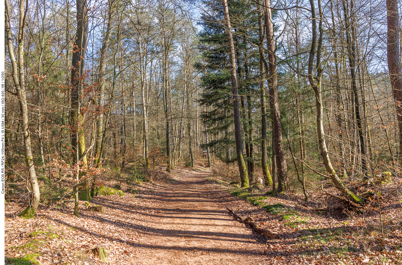 Breiter Waldweg