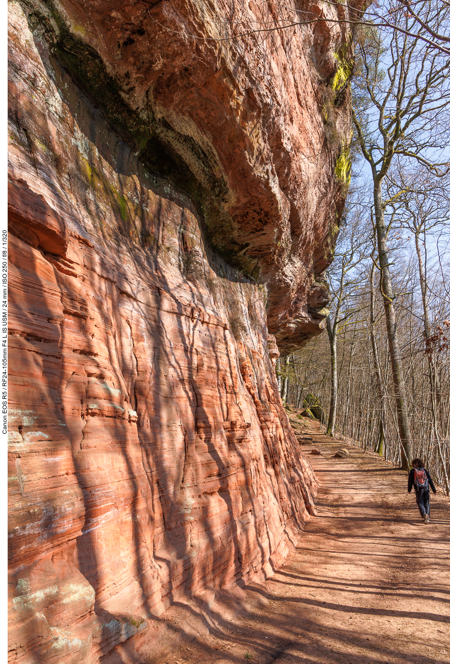 Immer an der Wald lang