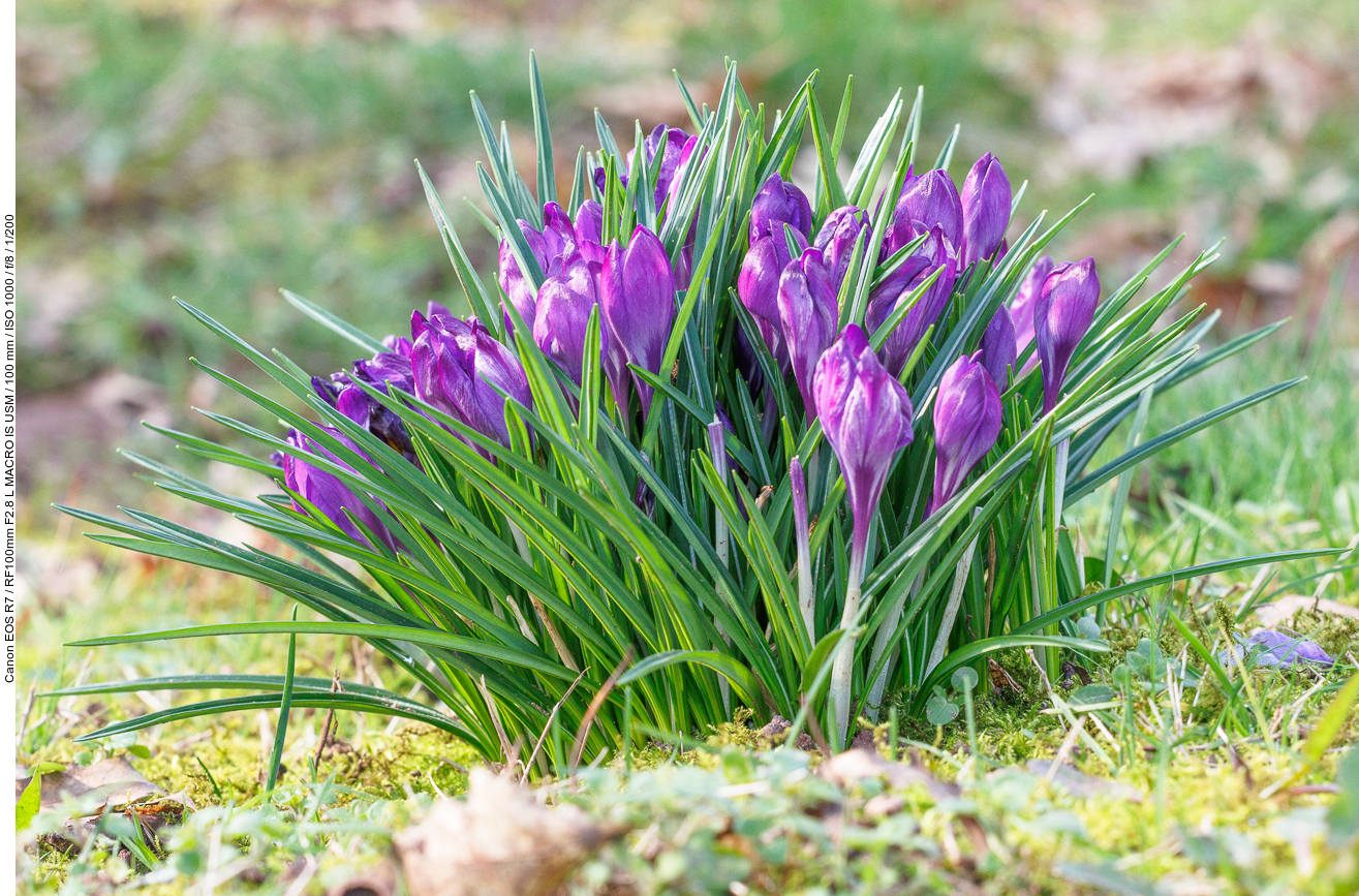 Dalmatiner Krokus [Crocus tommasianius]