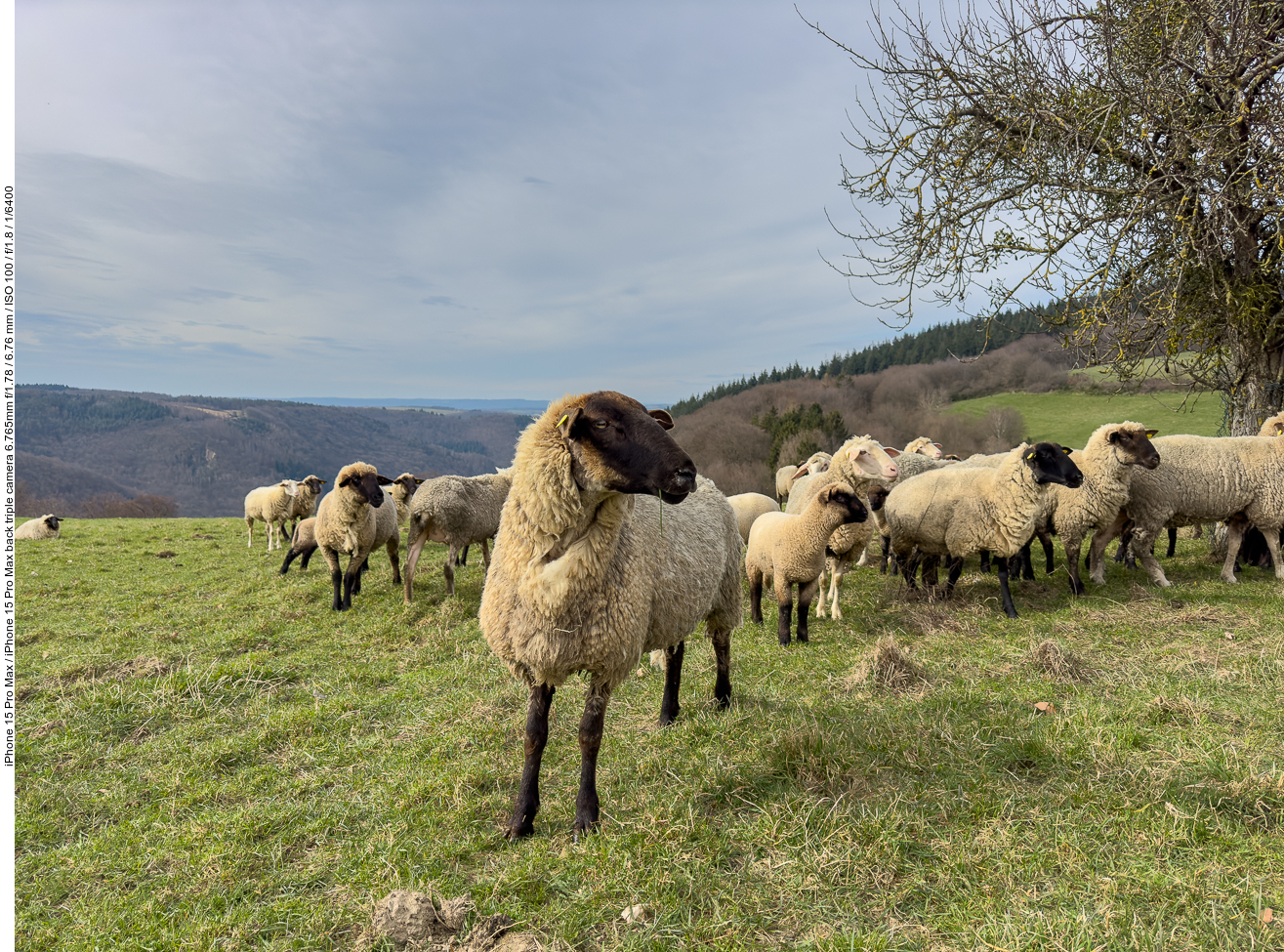 Schafe auf der Weide