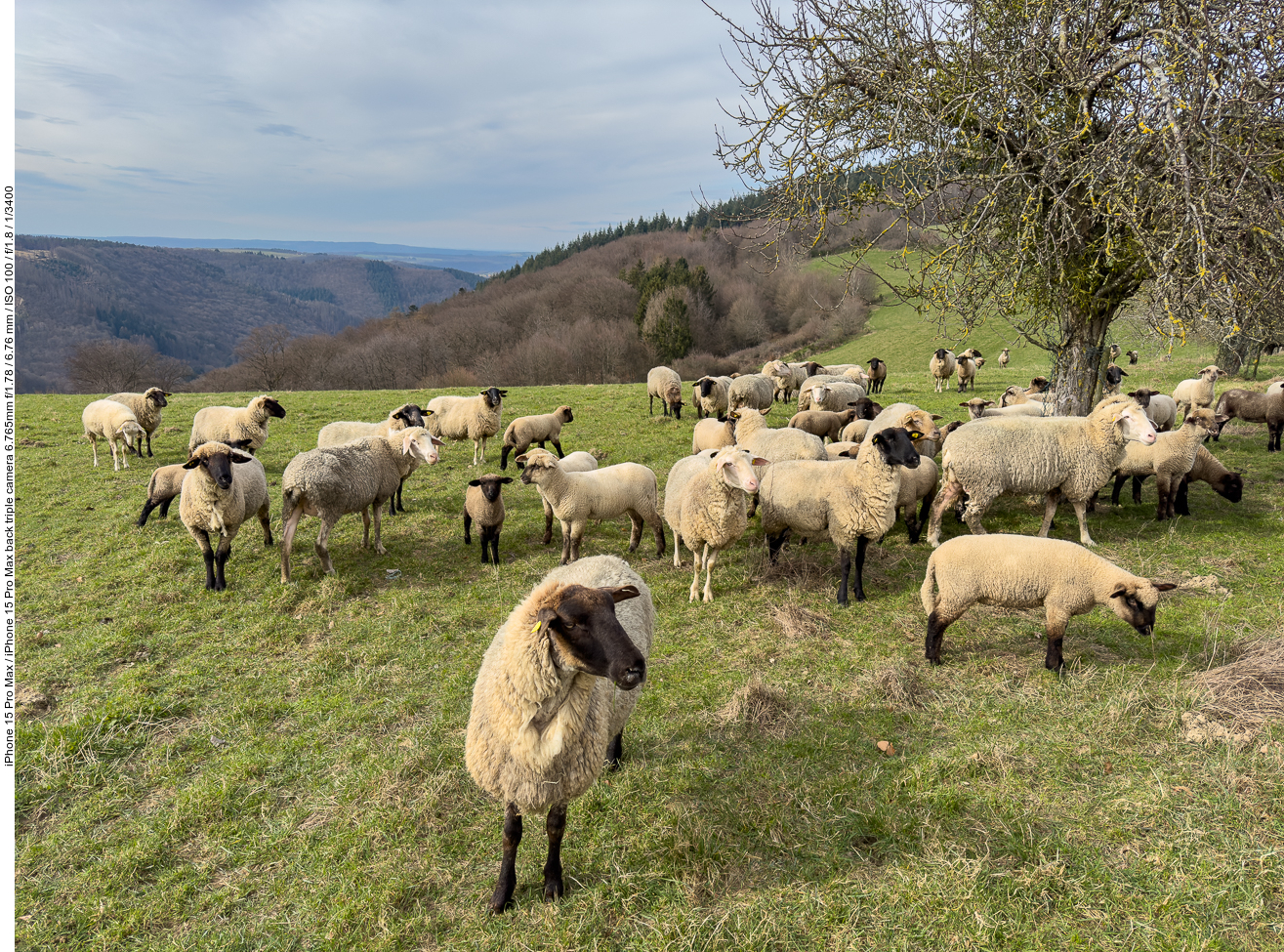 Schafe auf der Weide