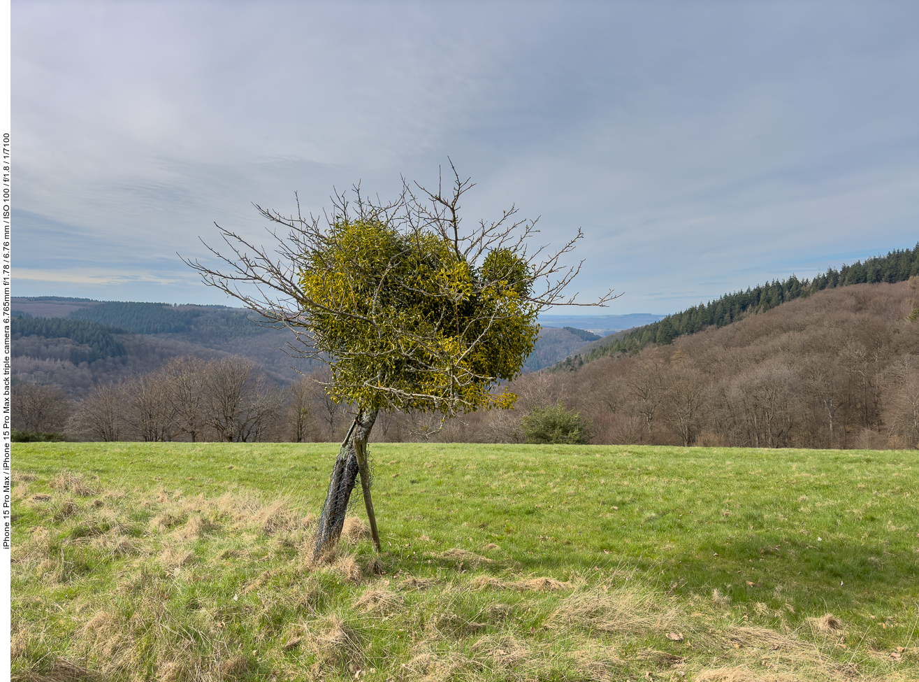 Der Baum besteht nur aus Misteln, wo ist Miraculix? ;-)