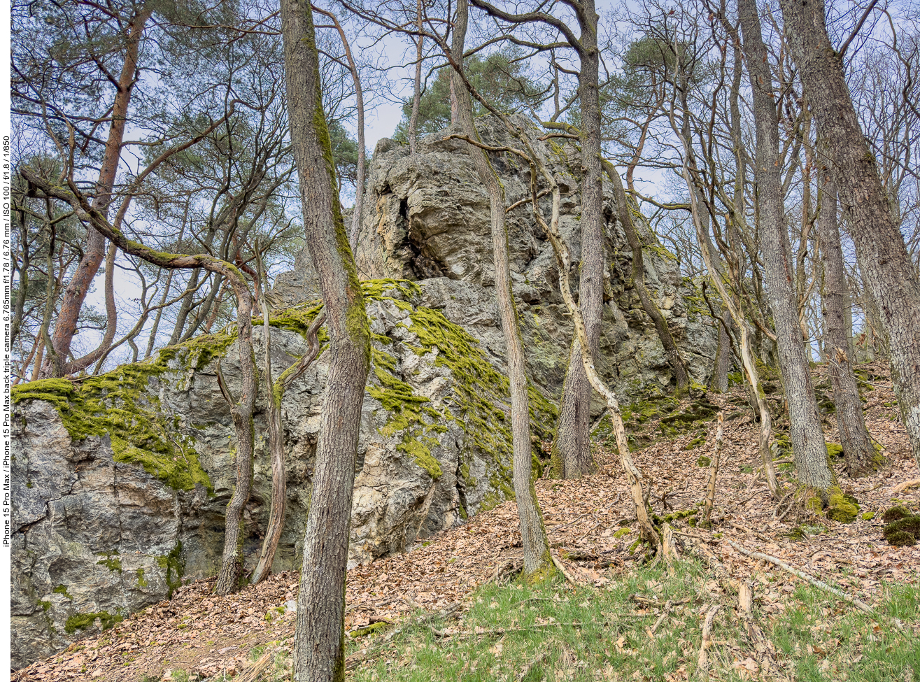 ... befinden sich hier im Wald