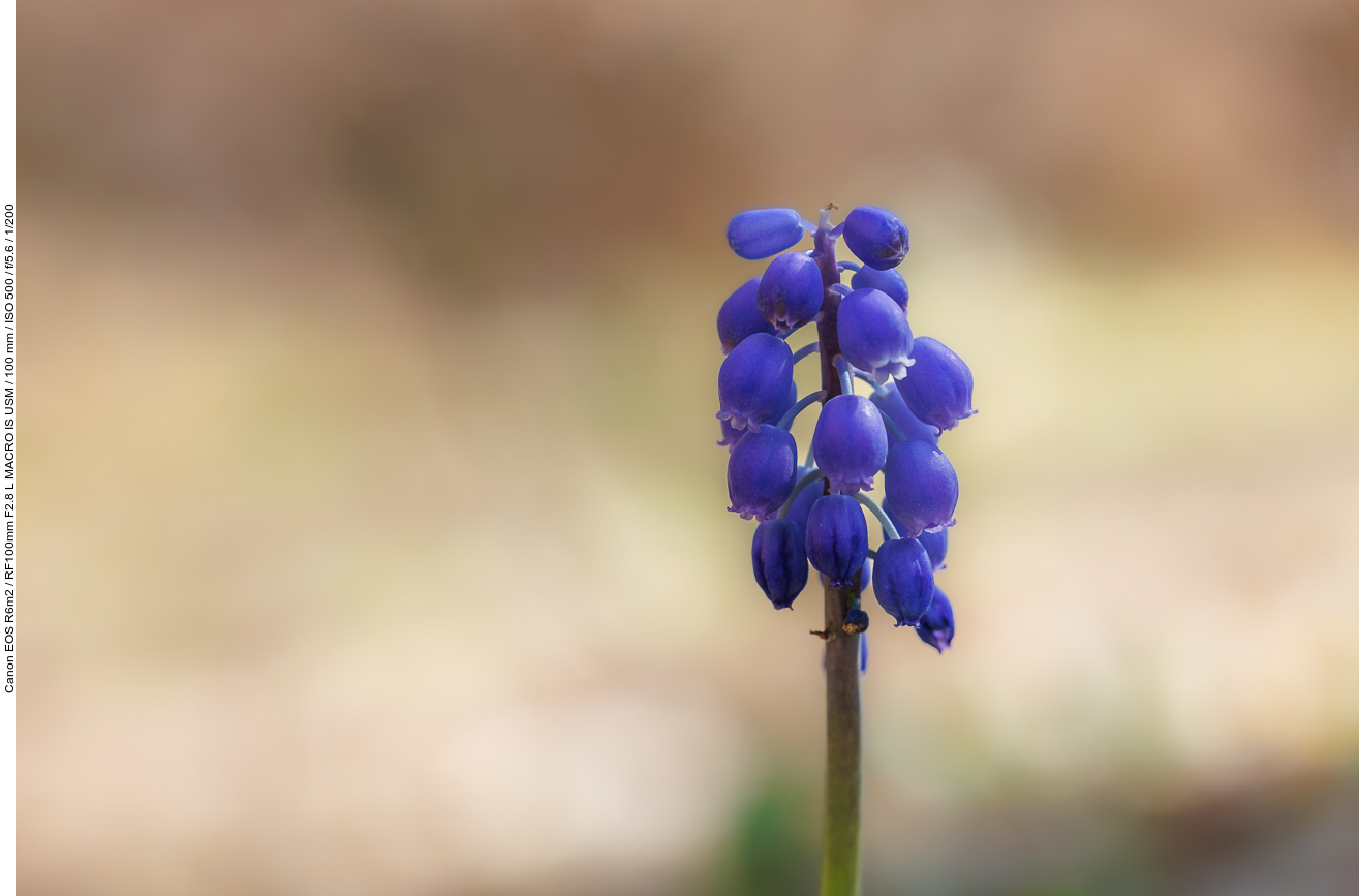 Hellblaue Traubenhyazinthe [Muscari botryoides]