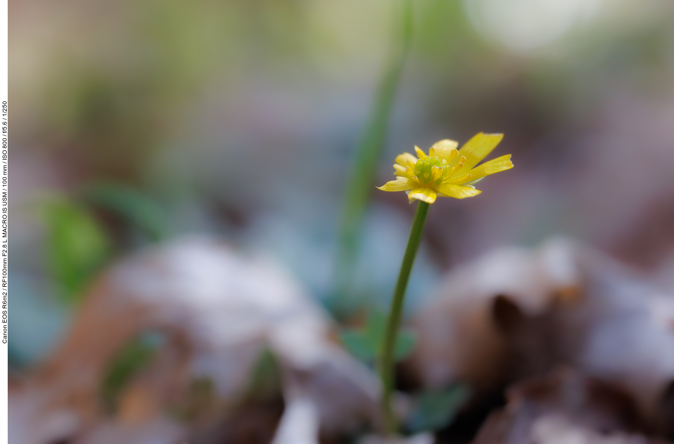 Scharbockskraut [Ranunculus ficaria]