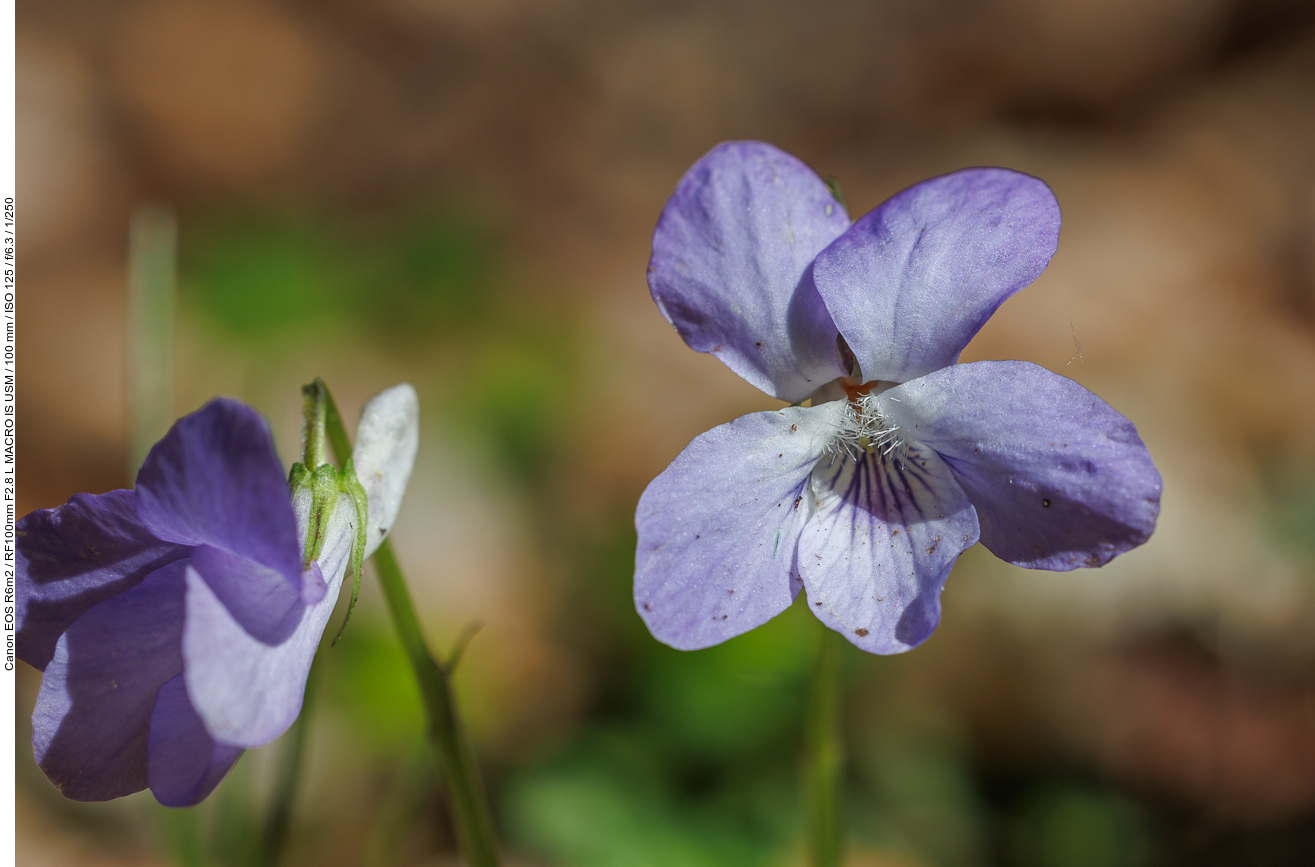 Hain-Veilchen [Viola riviniana]