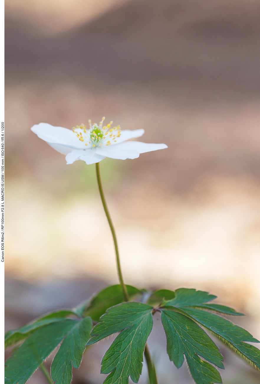 Buschwindröschen [Anemonoides nemorosa]