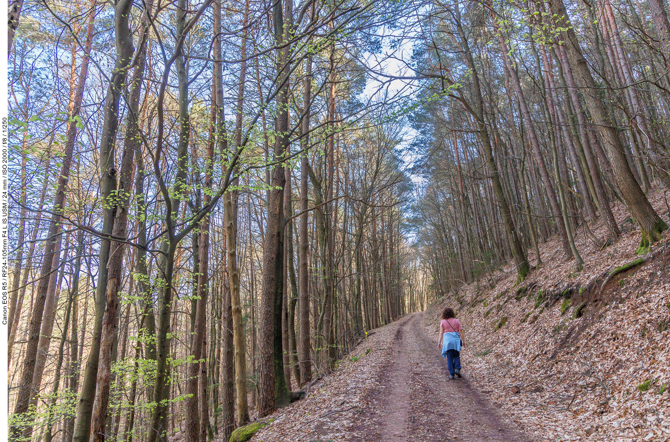 Breiter Waldweg auf den Berg hinauf