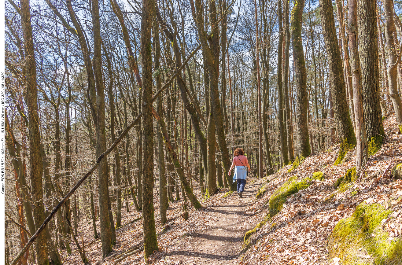 Durch den noch lichten Wald