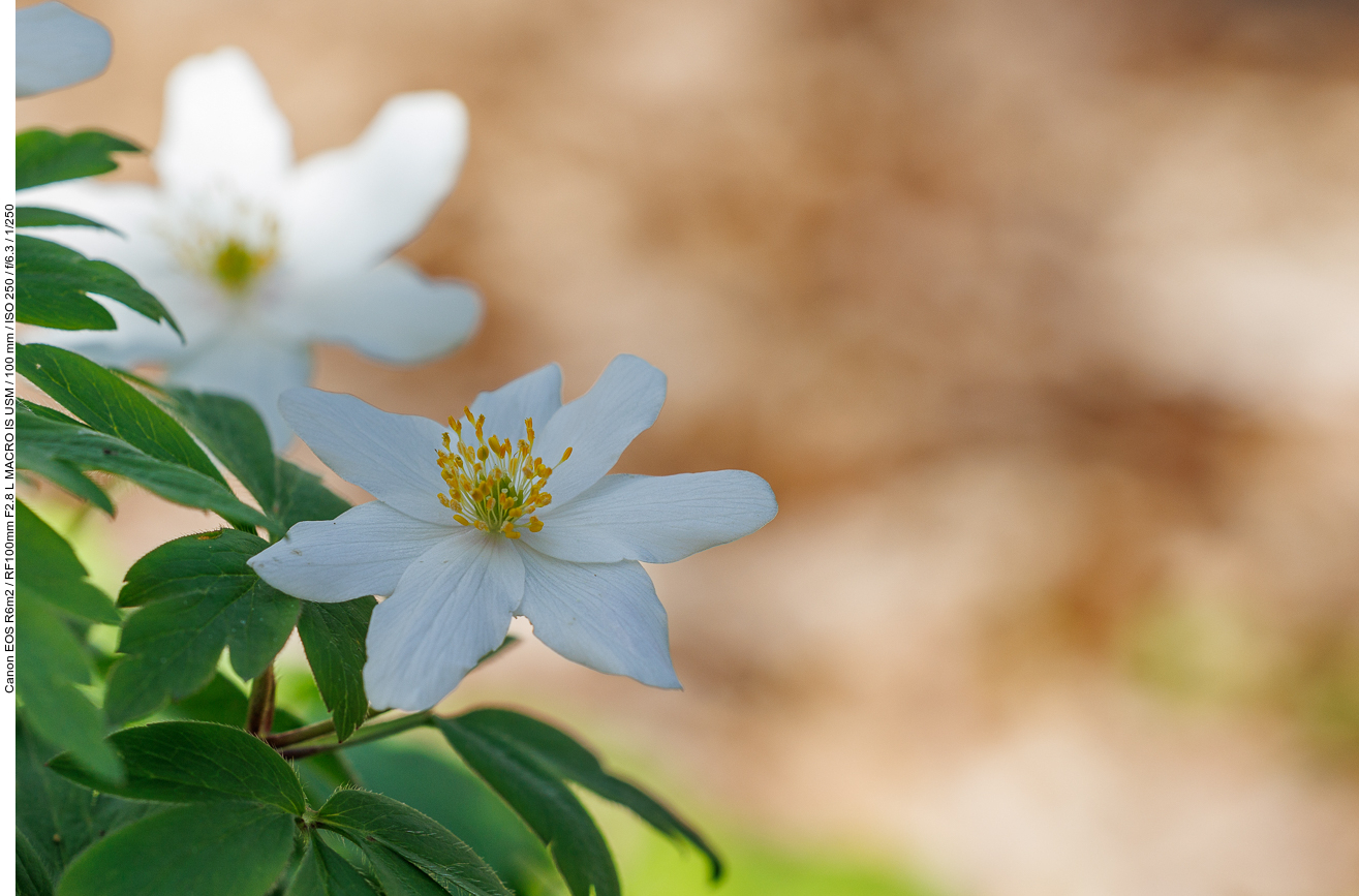 Buschwindröschen [Anemonoides nemorosa]