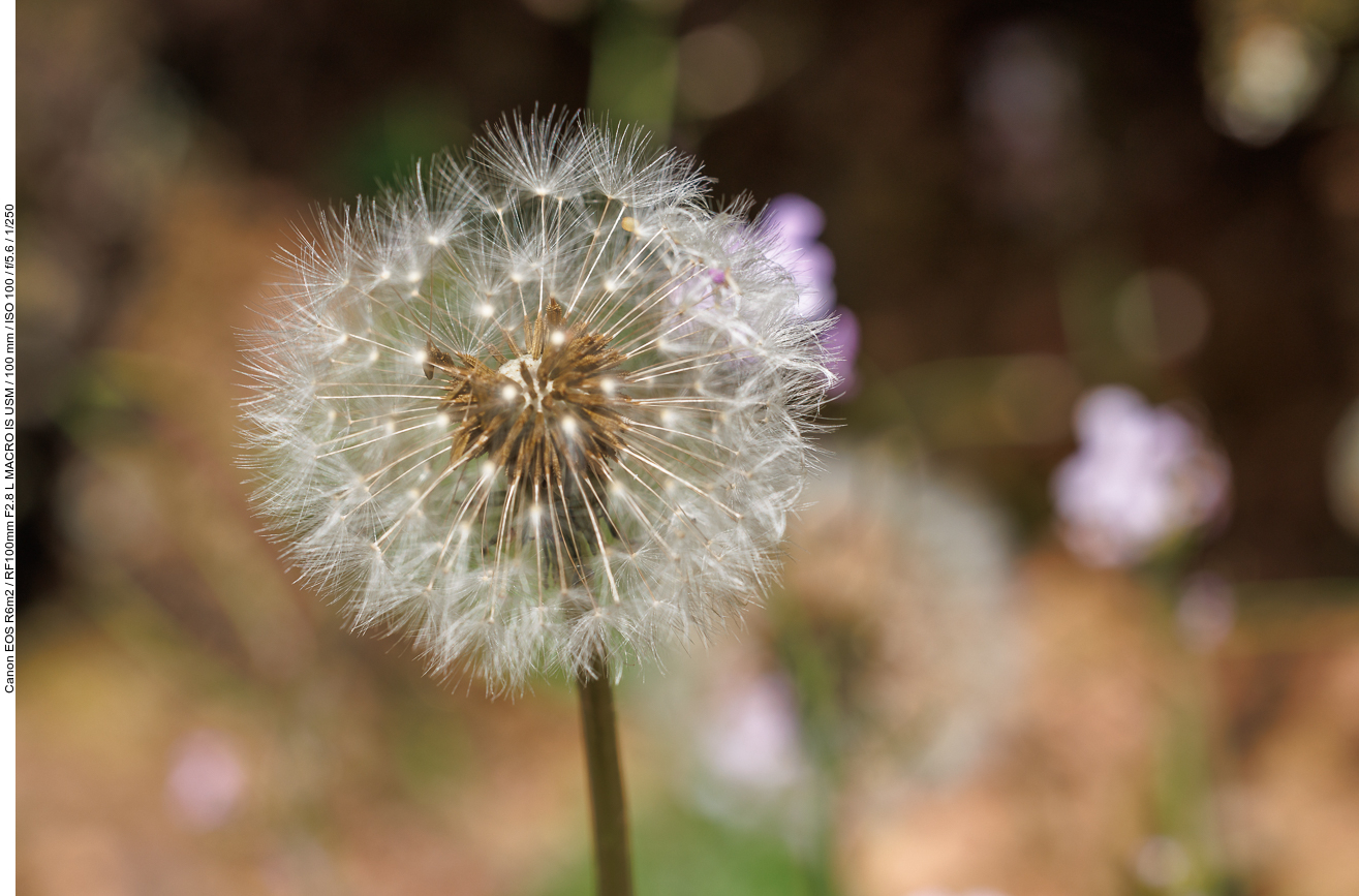 Rotfrüchtiger Löwenzahn [Taraxacum erythrospermum]