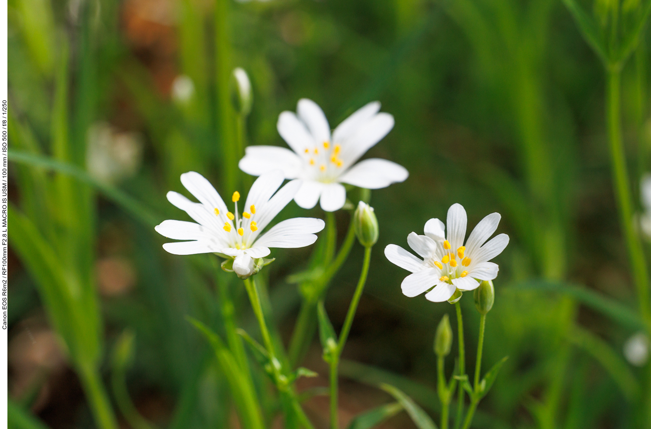 Sumpf-Sternmiere [Stellaria palustris]